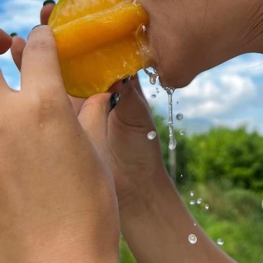 云南元江  生态杨桃 商品图2