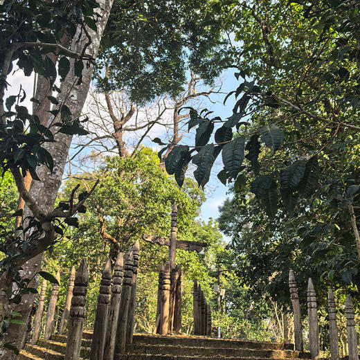 【云南·景迈山】导游服务，带你走进布朗族古寨、千年茶林、世居古老民族 商品图4