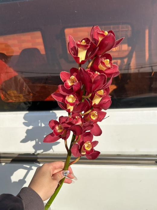 精品花卉精品大花蕙兰热卖 商品图4