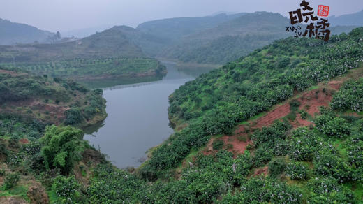 晓橘春见耙耙柑，✅清甜爽口✅细腻多汁！
✅鱼子酱一样的果粒
✅无核好剥皮一口气几个不带停
✅好吃不上火比金嗓子喉宝更润喉
✅自然成熟不打甜蜜素9甜一酸风味浓郁，毛重8斤/箱 商品图4