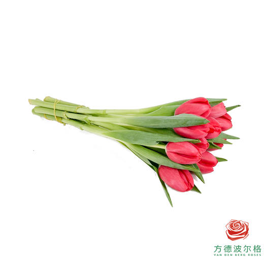 【单瓣郁金香】 夜歌 10枝一扎 商品图5