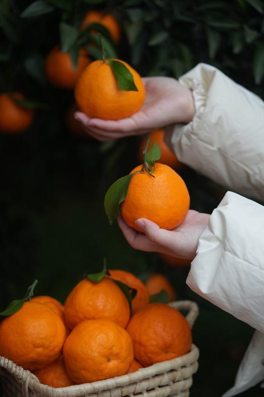 上新特价！原生态板果粒橙！【春见耙耙柑】自然成熟糖度15+起，一口下去满嘴biu汁，超爽超过瘾！ 商品图4