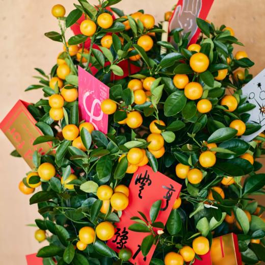 「红彤彤」设计师红包套装 商品图2