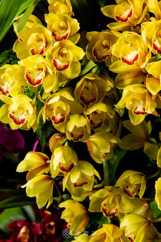 富贵好运来 商品图6