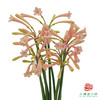 垂筒花-粉色 10枝/扎 商品缩略图1