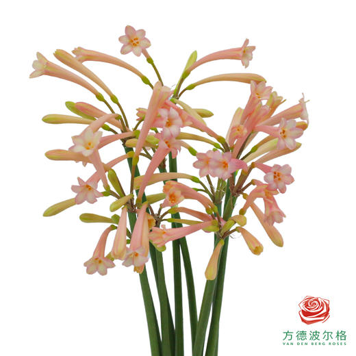 垂筒花-粉色 10枝/扎 商品图1