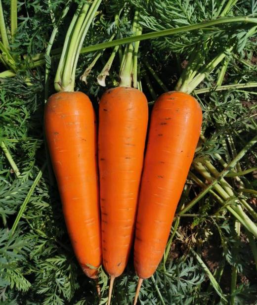 [专业种子] “艾米丽”胡萝卜种子 商品图0