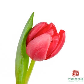 【单瓣郁金香】 夜歌 10枝一扎