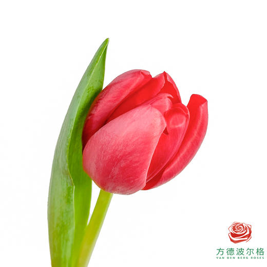 【单瓣郁金香】 夜歌 10枝一扎 商品图0