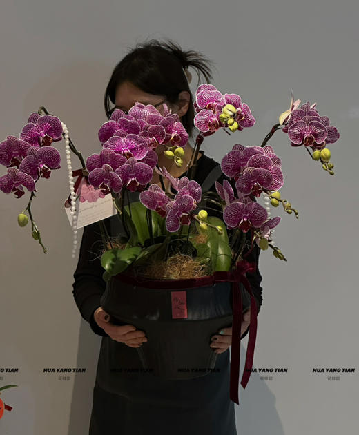 福满花朝新盆 蝴蝶兰盆栽 商品图0