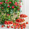 草莓盆栽3盆（品种：红颜+黑珍珠+香野）｜新客福利 商品缩略图1