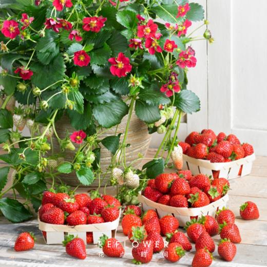 草莓盆栽3盆（品种：红颜+黑珍珠+香野）｜新客福利 商品图1