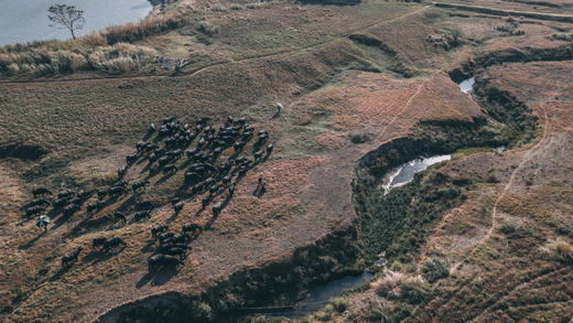 12月19日出发 广东“肯尼亚”水牛大迁徙1天行摄<精品小团> 商品图9