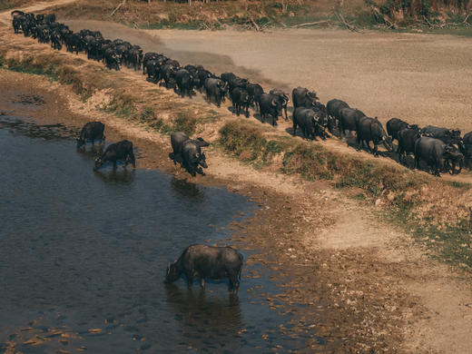 12月19日出发 广东“肯尼亚”水牛大迁徙1天行摄<精品小团> 商品图12