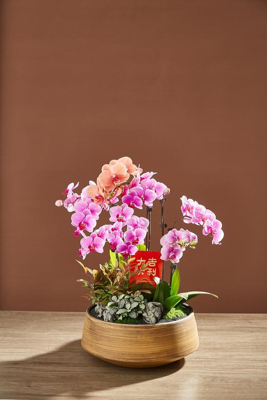 蝴蝶兰/SJ金528 商品图0