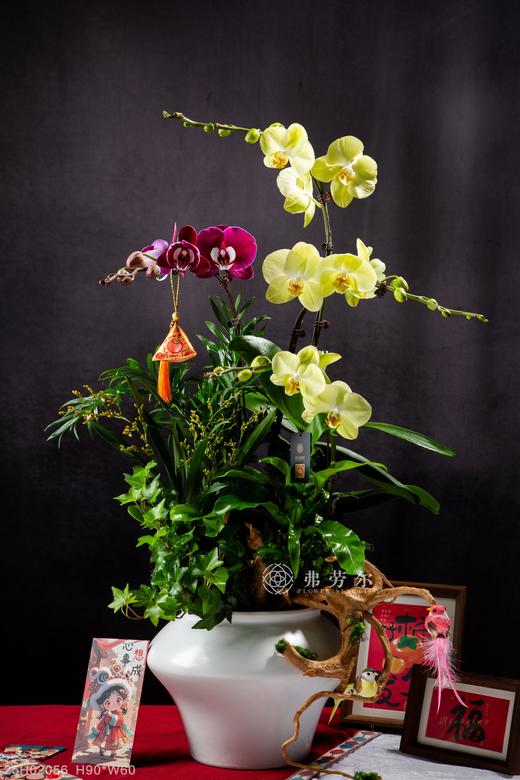 蛇拿九稳 商品图0