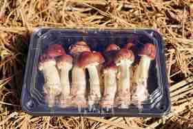 L绿新阳光特惠精品红松茸1斤