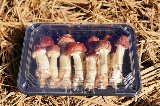 L绿新阳光特惠精品红松茸1斤 商品图0