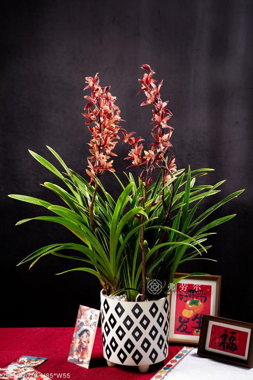 25年 年宵花 组合植物--国兰 商品图0