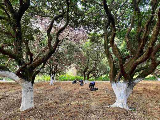 L绿新阳光精品红松茸3斤 商品图2