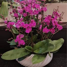 蝴蝶兰299元（颜色随机）