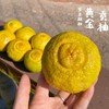 黄金贡柚 |岁末甜柑，自带铜钱币，招财进宝，百福具臻 商品缩略图8