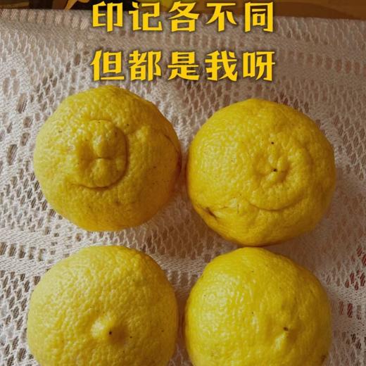 黄金贡柚 |岁末甜柑，自带铜钱币，招财进宝，百福具臻 商品图7