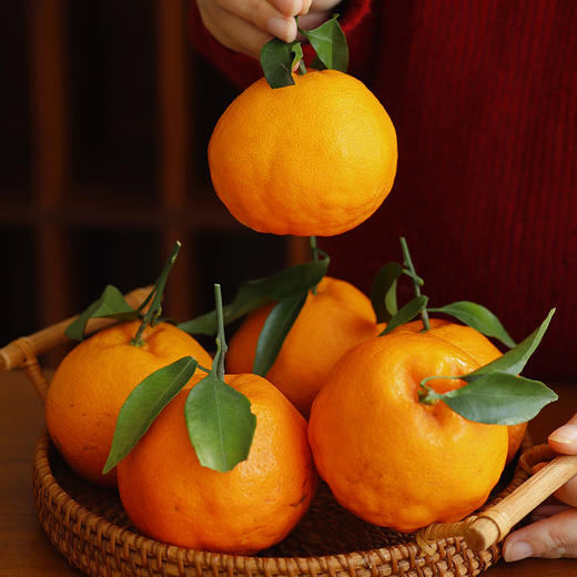 【集甜、香、嫩、多汁于一身的柑橘  春见耙耙柑】自然成熟的好果子  黄金酸甜比  清甜多汁  无核无渣  一口春天 一口春见 自然酸甜 粒粒分明~ 商品图7