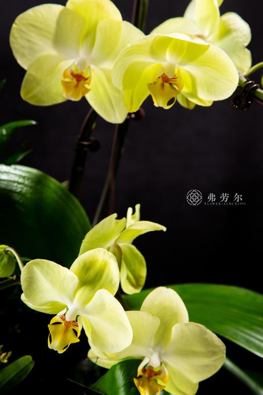 蛇拿九稳 商品图4