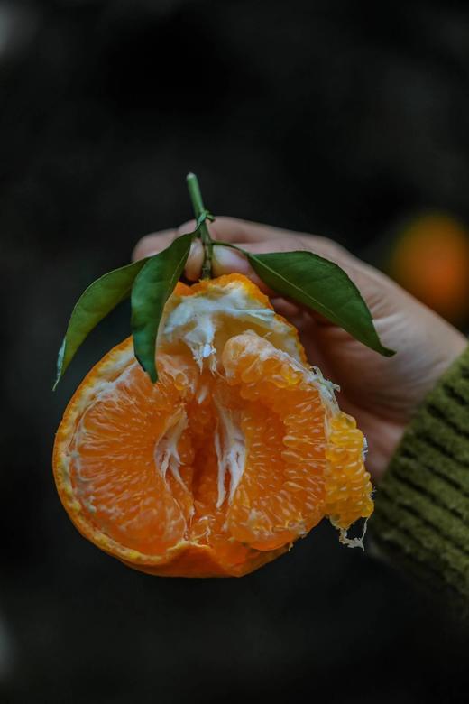 【爆汁耙耙柑】【春节的来客，甜蜜的厚礼  独爱耙耙柑】“果汁炸弹”--春见耙耙柑不会迟到 超高VC 果肉细腻 个大饱满 汁水充足 无籽少渣 春见耙耙柑  如鱼子酱般颗粒分明 轻咬一口  颗颗爆汁 商品图1