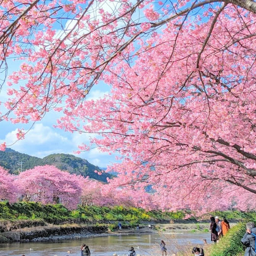 日本 | 关东盛樱觅景·6天5晚 商品图5