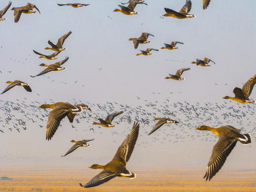 2月25日航拍中国 拍鸟专线—— 山东·东营鸟浪+黄河潮汐树5天(航拍+观鸟） 商品图2