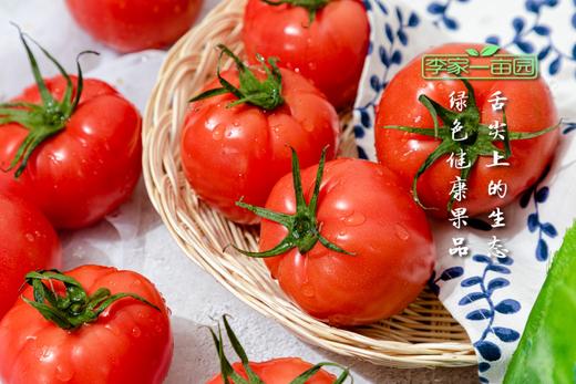 番甜乐--牛奶番茄--营养健康的番茄之旅 商品图6