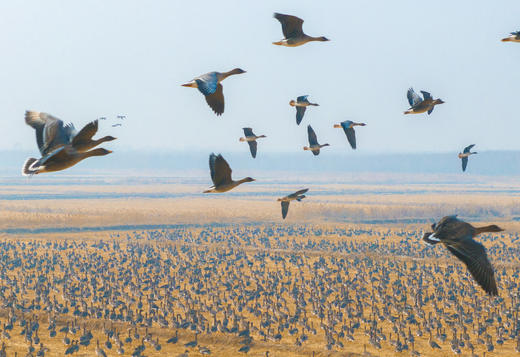 2月25日航拍中国 拍鸟专线—— 山东·东营鸟浪+黄河潮汐树5天(航拍+观鸟） 商品图8