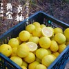 黄金贡柚 |岁末甜柑，自带铜钱币，招财进宝，百福具臻 商品缩略图9