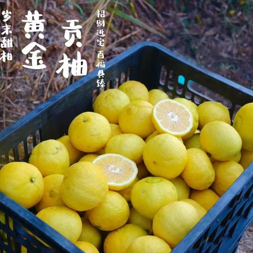 黄金贡柚 |岁末甜柑，自带铜钱币，招财进宝，百福具臻 商品图9