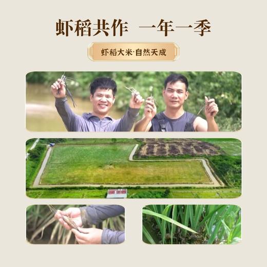 和平乐源 阿公树坝 生态丝苗米 3kg 商品图2