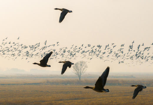 2月25日航拍中国 拍鸟专线—— 山东·东营鸟浪+黄河潮汐树5天(航拍+观鸟） 商品图3