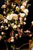 出水芙蓉 商品缩略图2