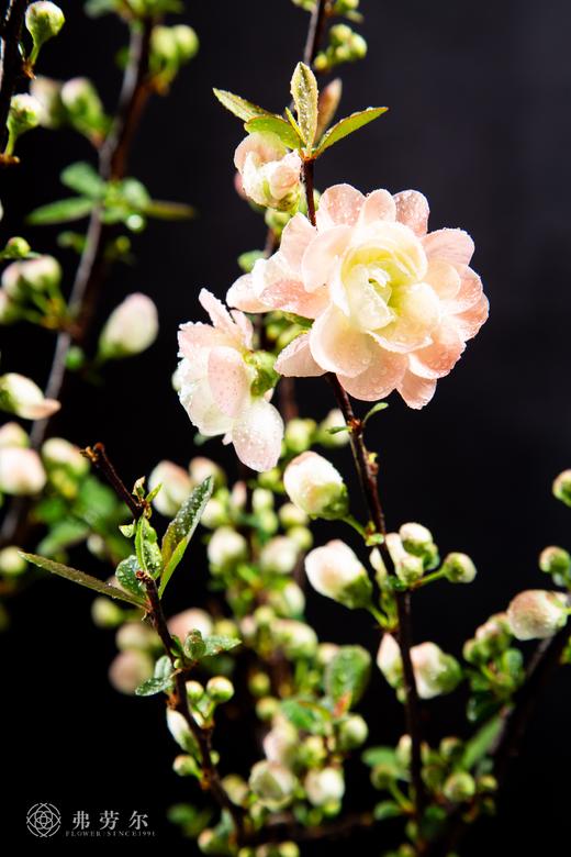 百花齐放 商品图1