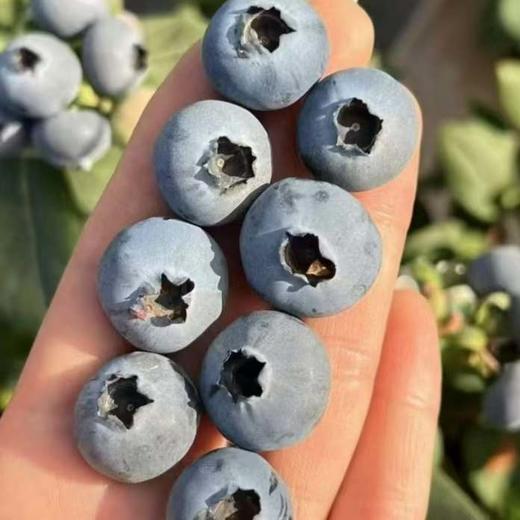 【云南抚仙湖花香蓝莓】 顺丰空运到家 L25花香蓝莓 自然种植 新鲜采摘 商品图10