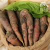 生态老品种胡萝卜（中通） | 合作生产*Ecological old variety carrot | Coproduction 商品缩略图3