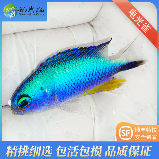 电光雀 商品图0