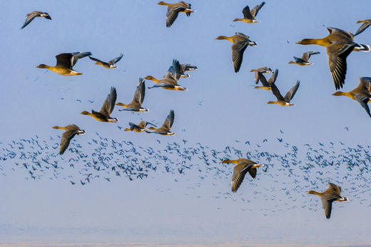 2月25日航拍中国 拍鸟专线—— 山东·东营鸟浪+黄河潮汐树5天(航拍+观鸟） 商品图10