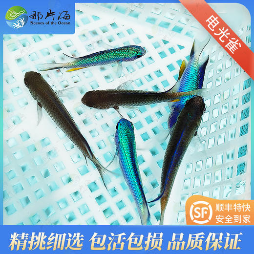 电光雀 商品图1