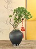 JT细叶福禄桐 商品缩略图0