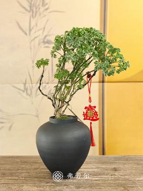 JT细叶福禄桐