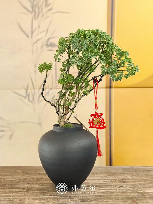 JT细叶福禄桐 商品图0
