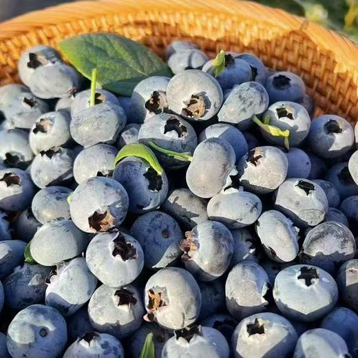【云南抚仙湖花香蓝莓】 顺丰空运到家 L25花香蓝莓 自然种植 新鲜采摘 商品图9