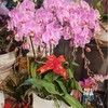 蝴蝶兰599元（颜色随机A级货大花苞） 商品缩略图1